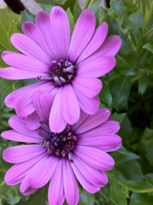 Last summer's flower on the old balcony.