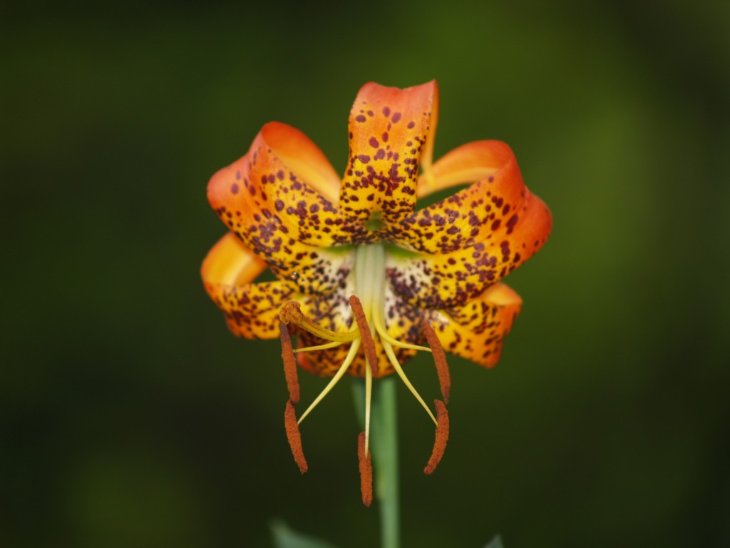 Last summer's Cap Lily in the backyard.