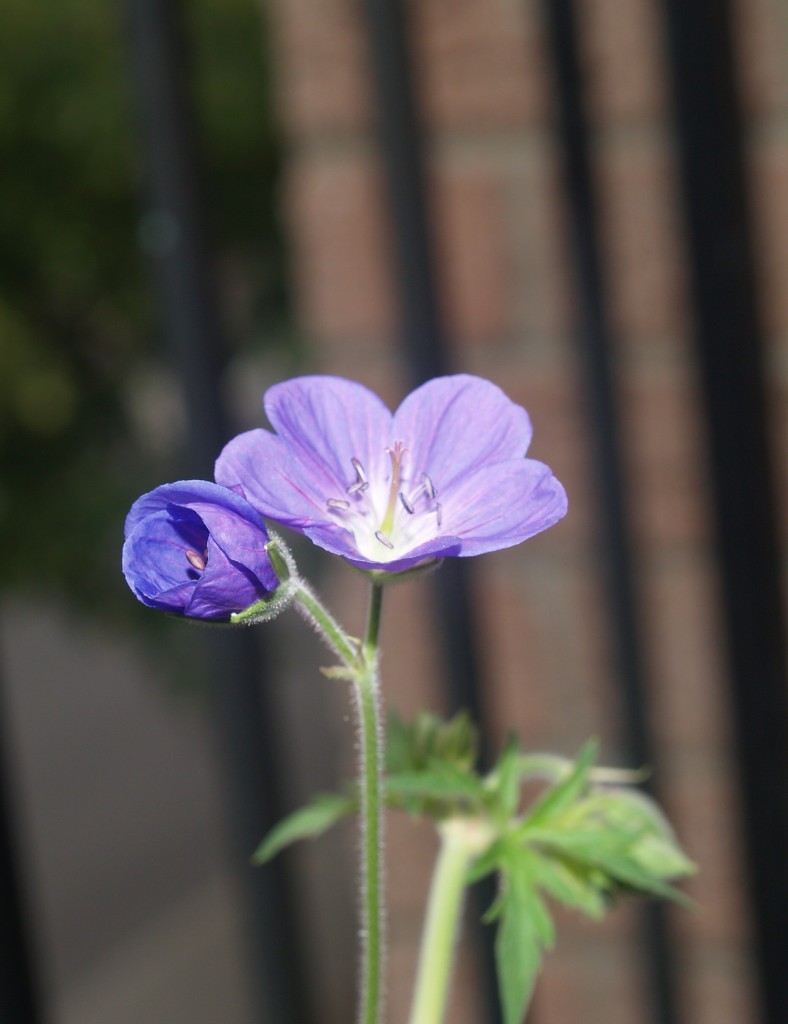 Perennial Geranium