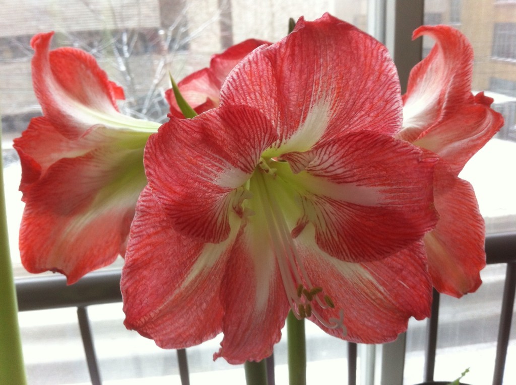 Amaryllis, a 3 year-old bulb