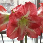 Amaryllis, a 3 year-old bulb