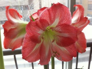 Amaryllis, a 3 year-old bulb