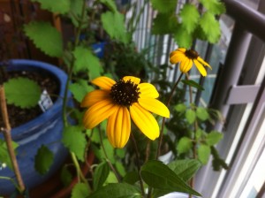 Black-eyed Susan